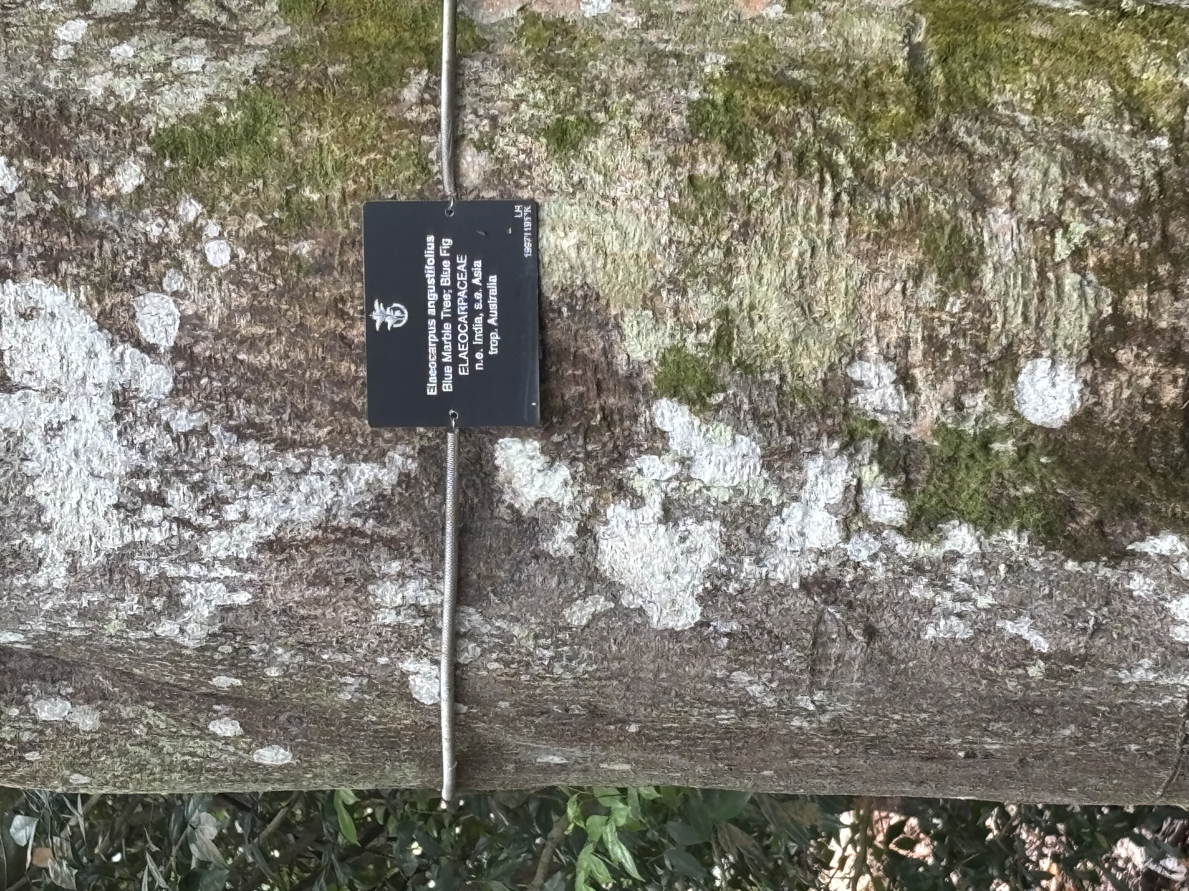 Schmalblättriger Elaeocarpus