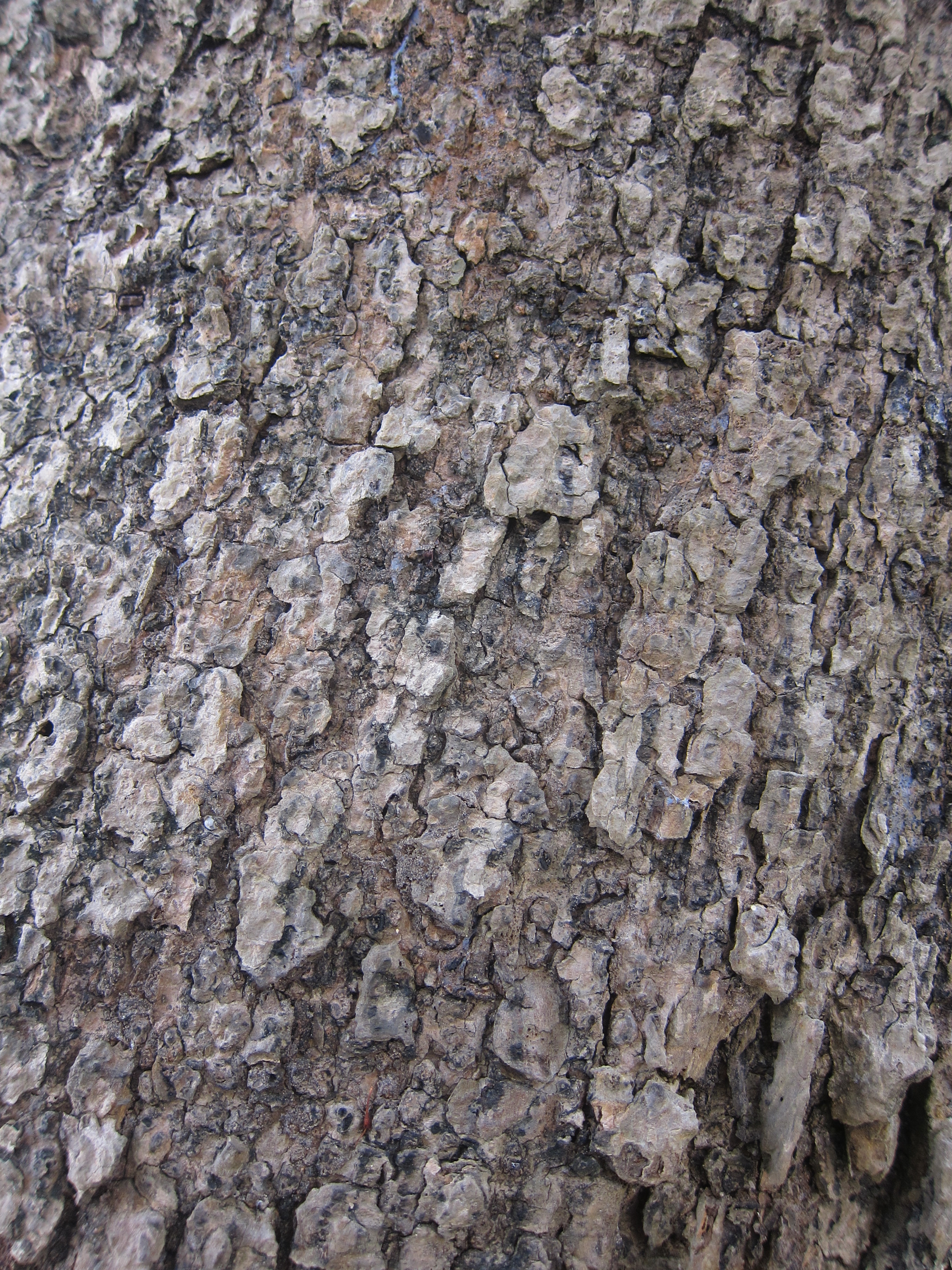 bur tree, canary wood, Leichhardt pine, yellow cheesewood