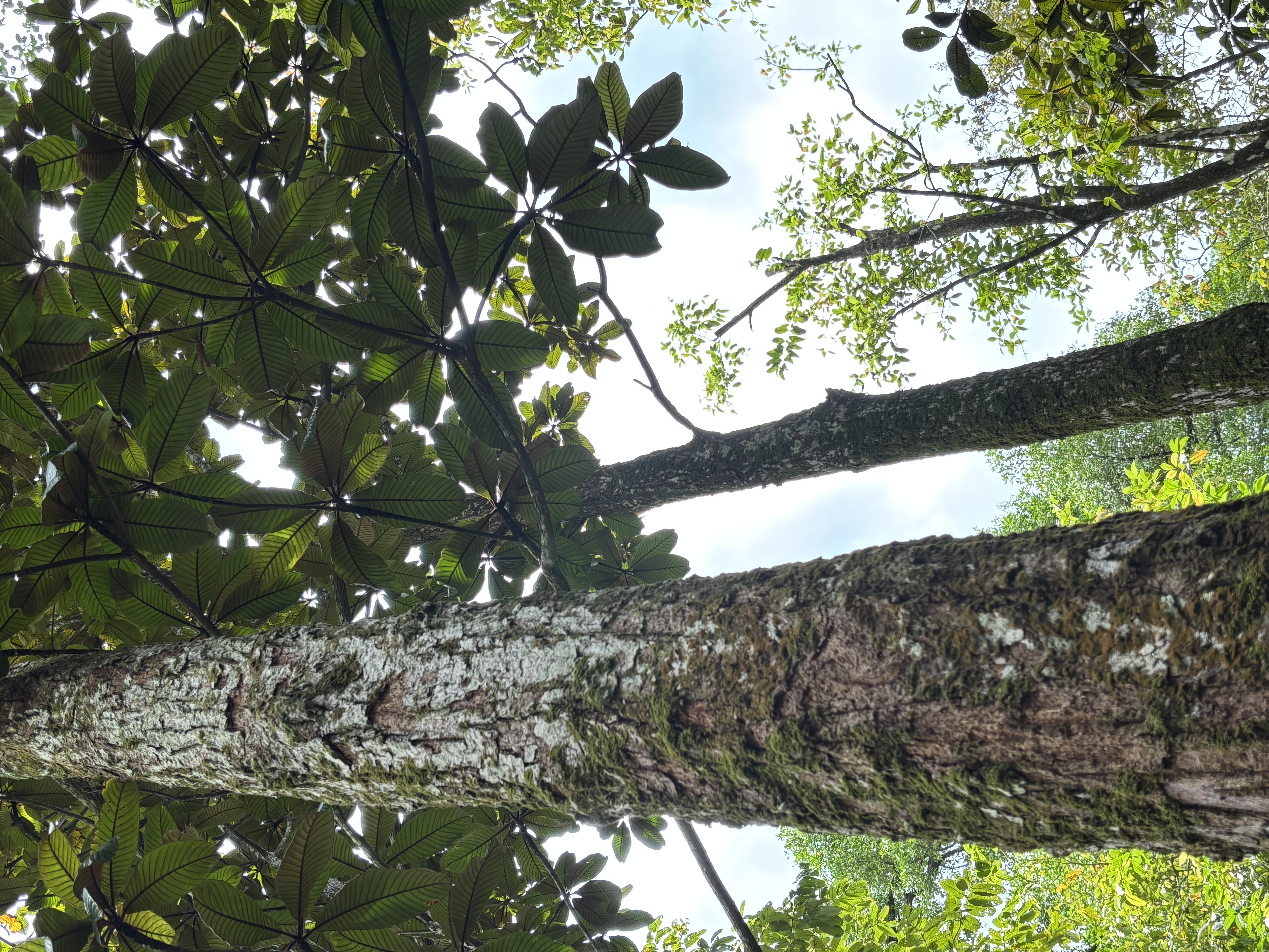 Beccari's Gutta-Percha-Baum