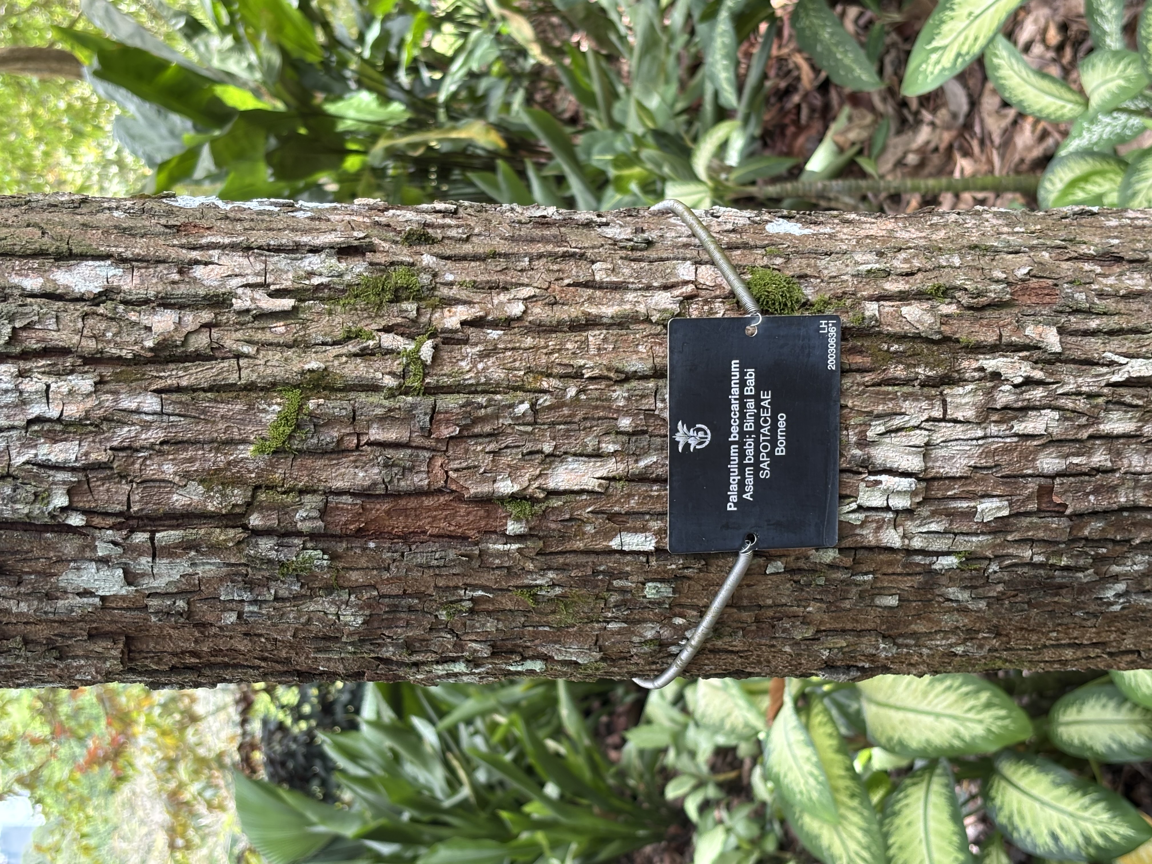 Beccari's Gutta-Percha-Baum