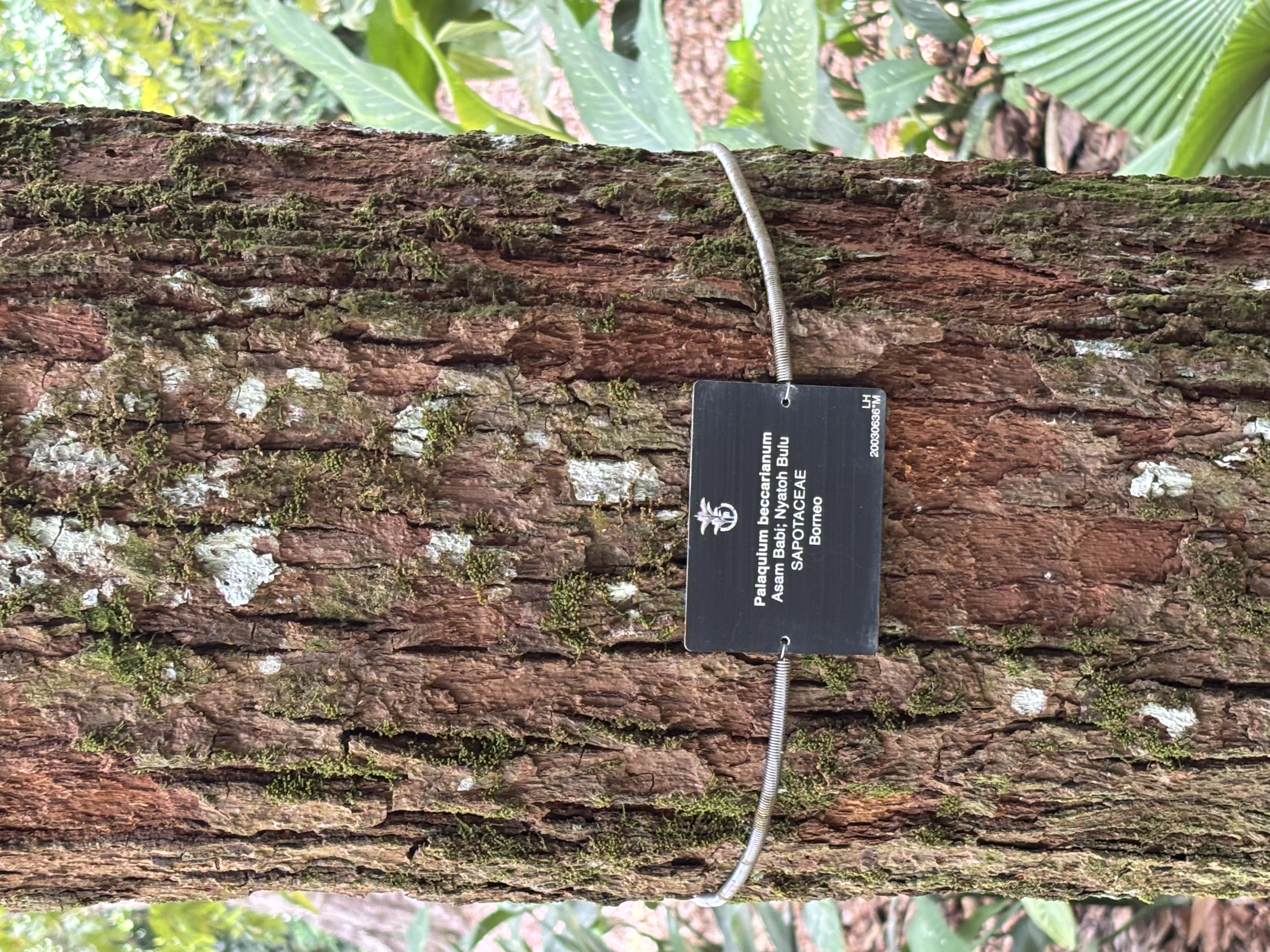 Beccari's Gutta-Percha-Baum