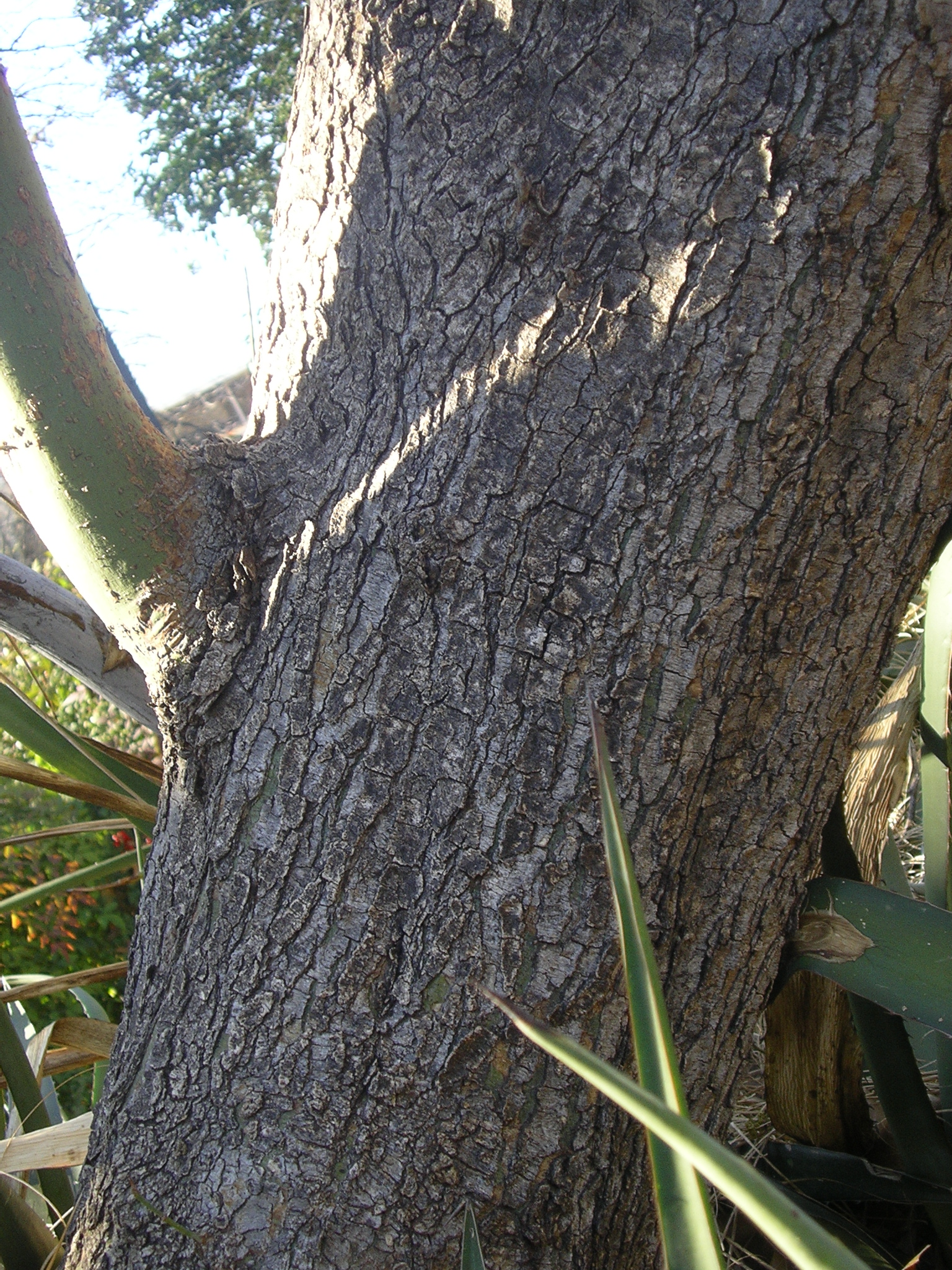 Stachlichter ginsterbaum