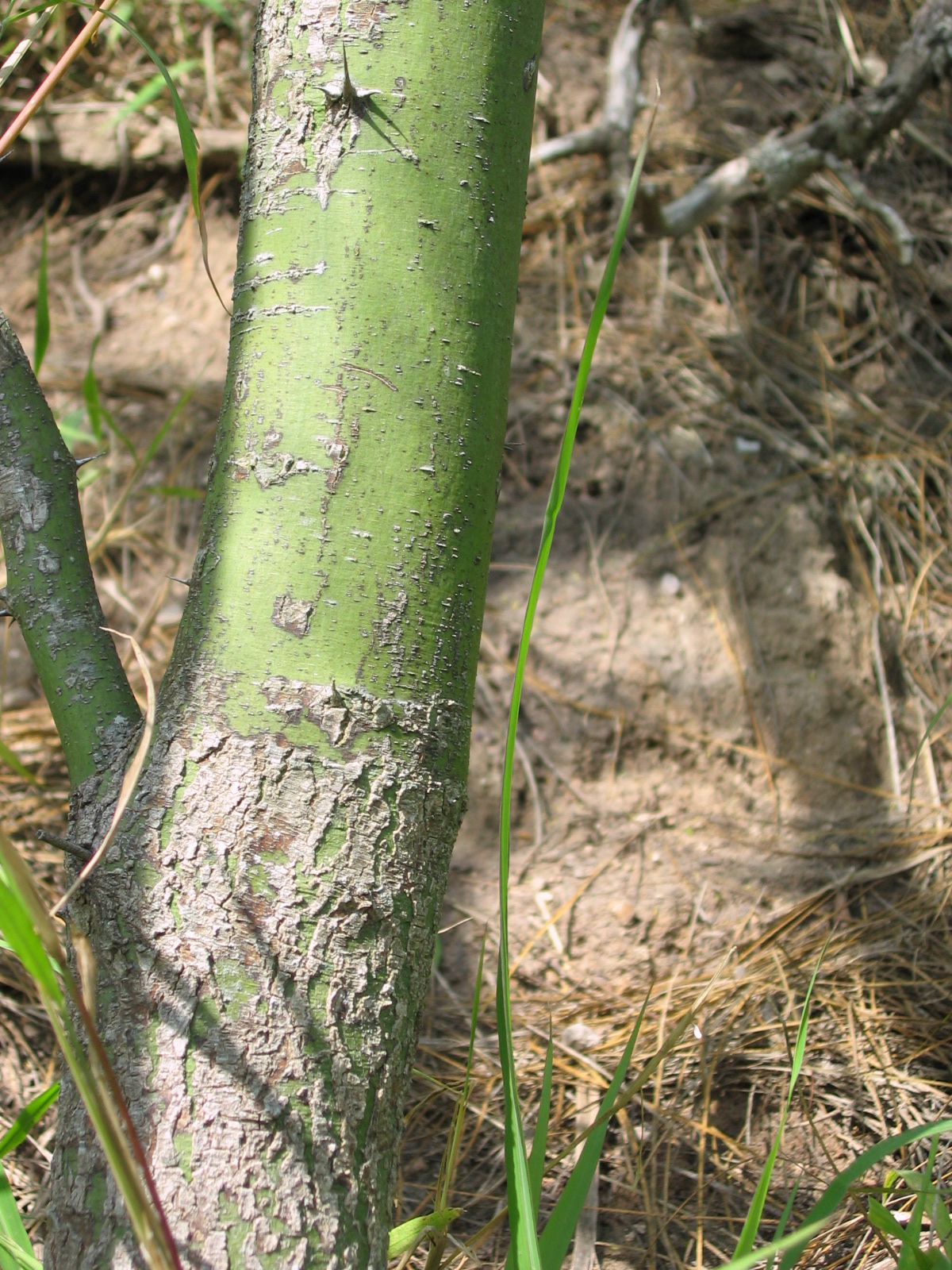 Stachlichter ginsterbaum
