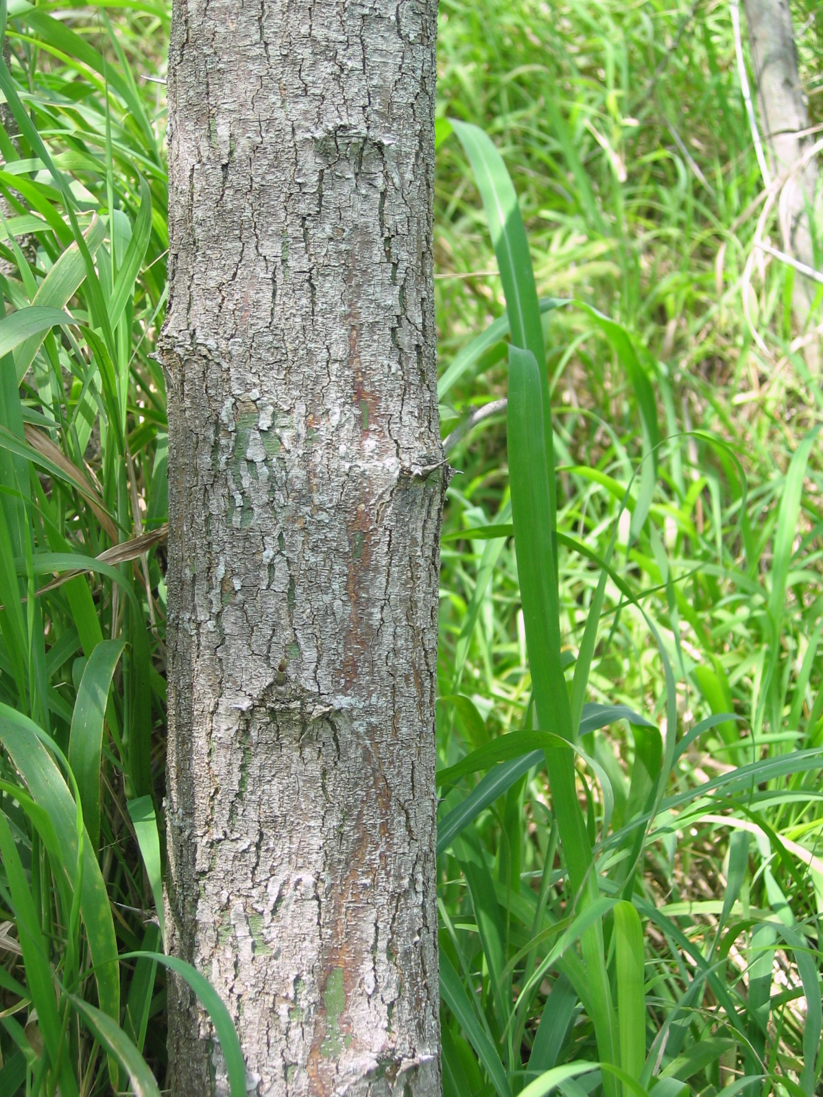 Stachlichter ginsterbaum