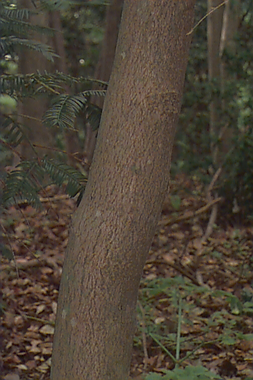 Dreilappige Jungfernrebe