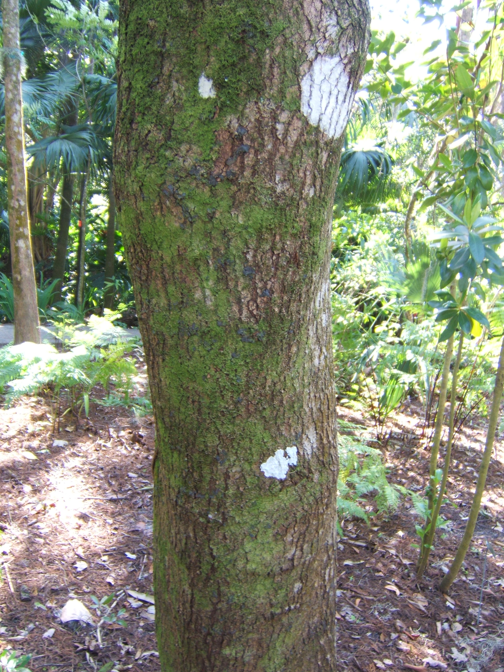 Roter Lorbeerbaum