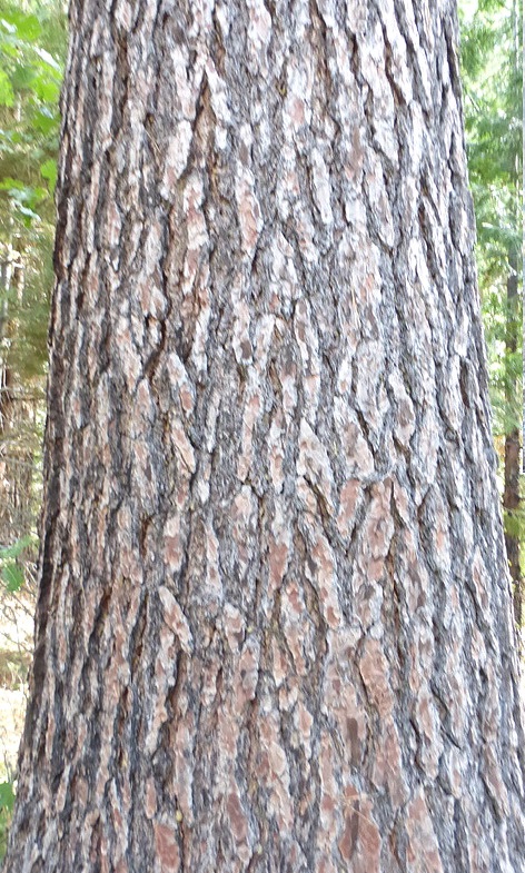 Pino de azúcar;  Pino dulce