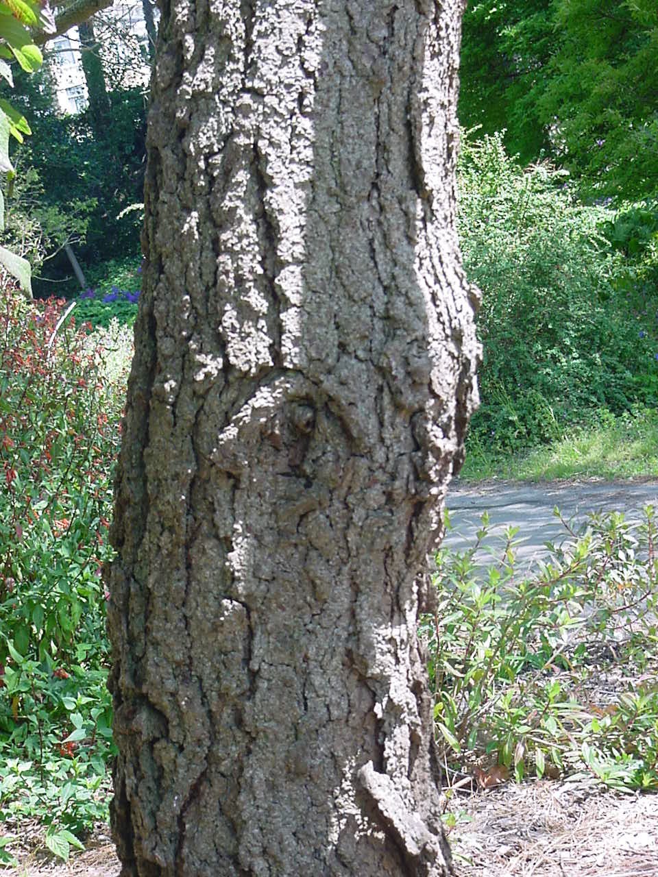 pino chino;  ocote chino;  palo otomite