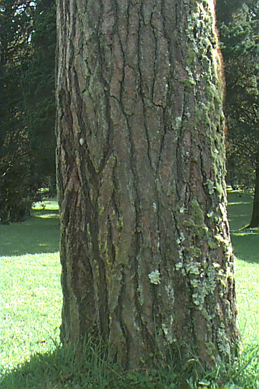 Japanische Schwarz-Kiefer;  Thunbergs Kiefer