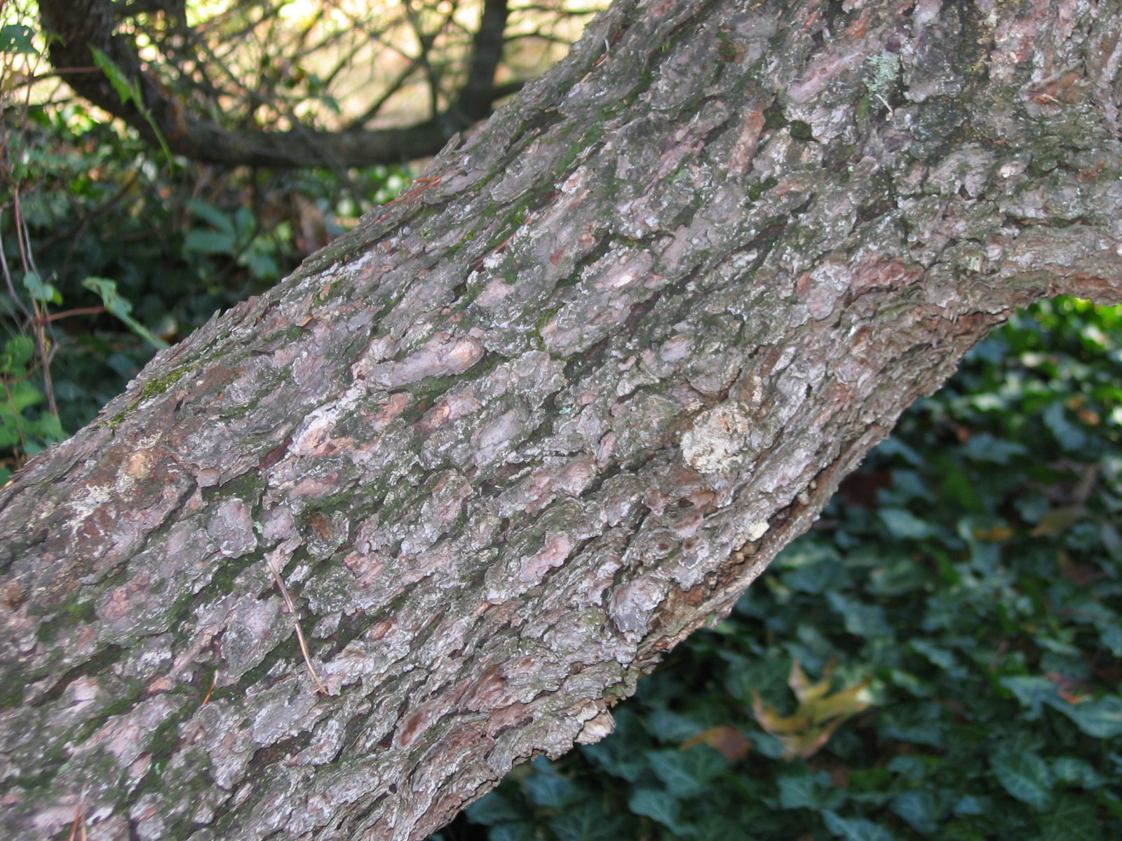 Bergföhre;  Bergkiefer;  Latsche;  Spirke