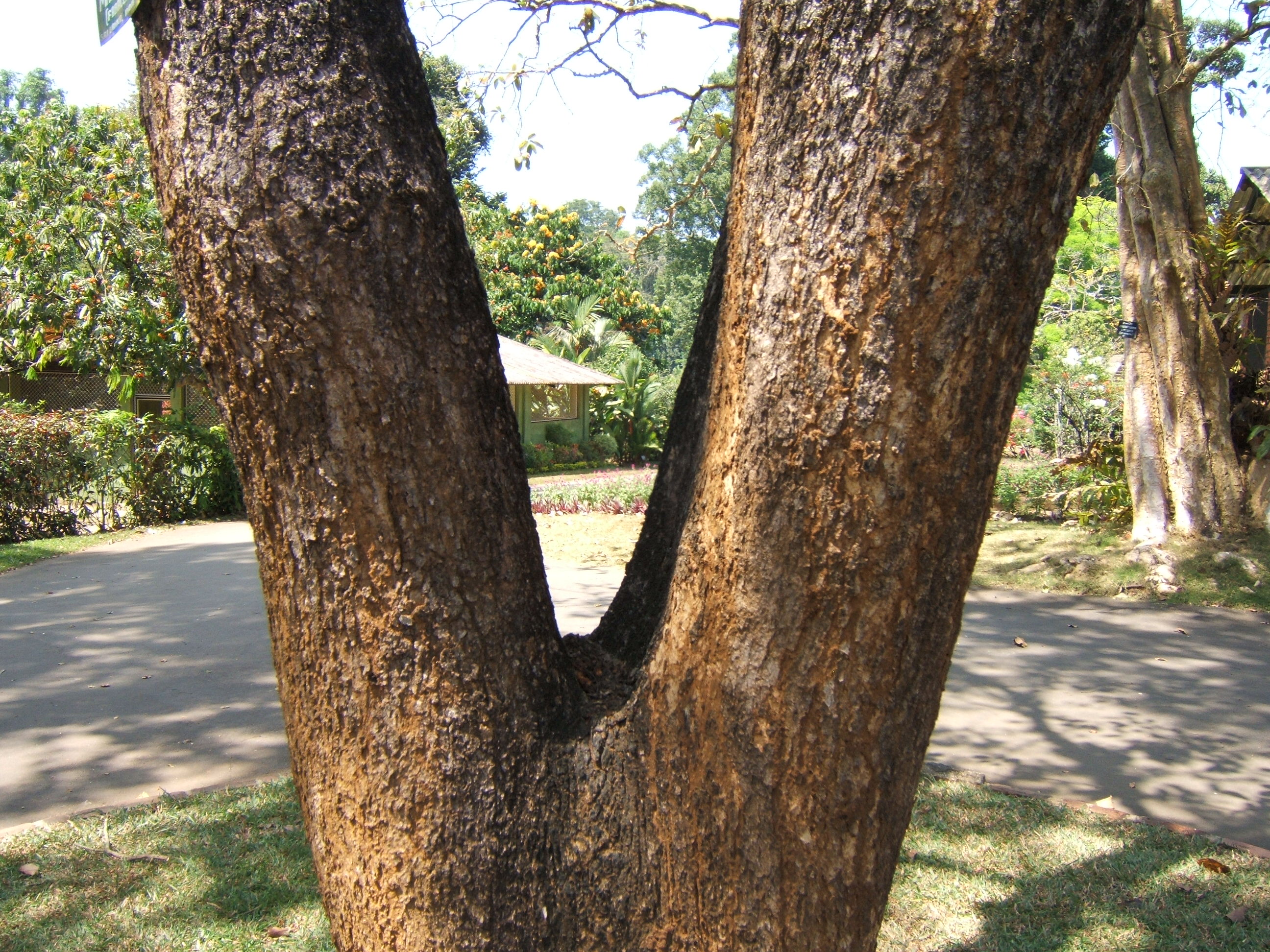 Gum Kino;  Indian Kino Tree;  Malabar Kino;  Malabar Kino Tree
