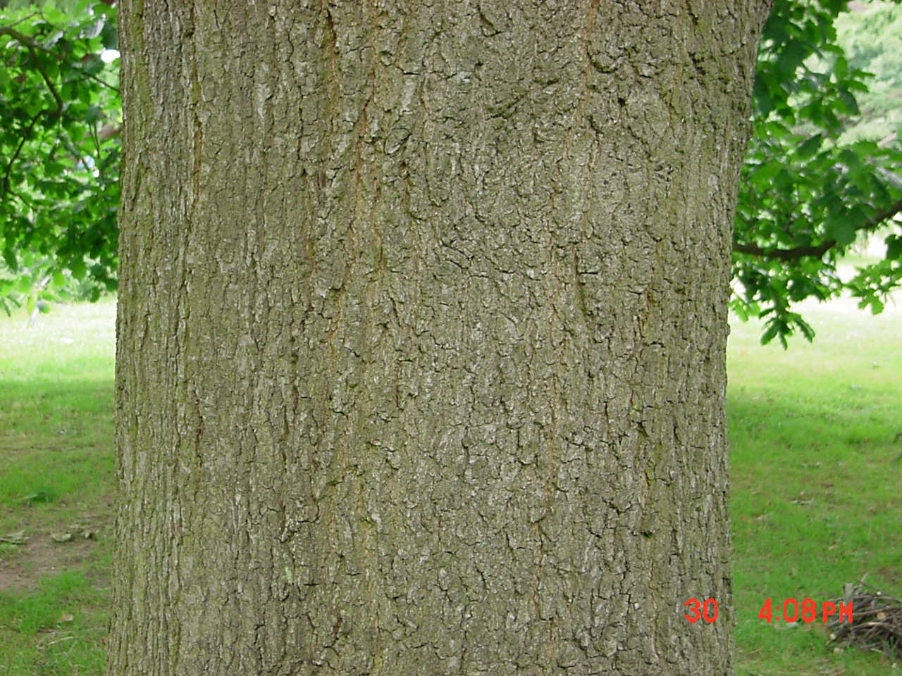 Traubeneiche, Wintereiche;  Spessarteiche