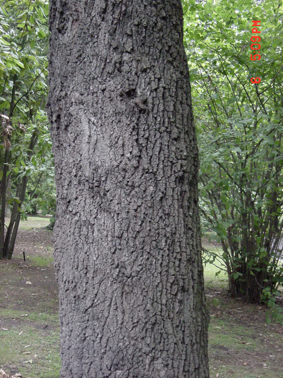 Färber-Eiche;  Quercitron-Eiche, Schwarz-Eiche