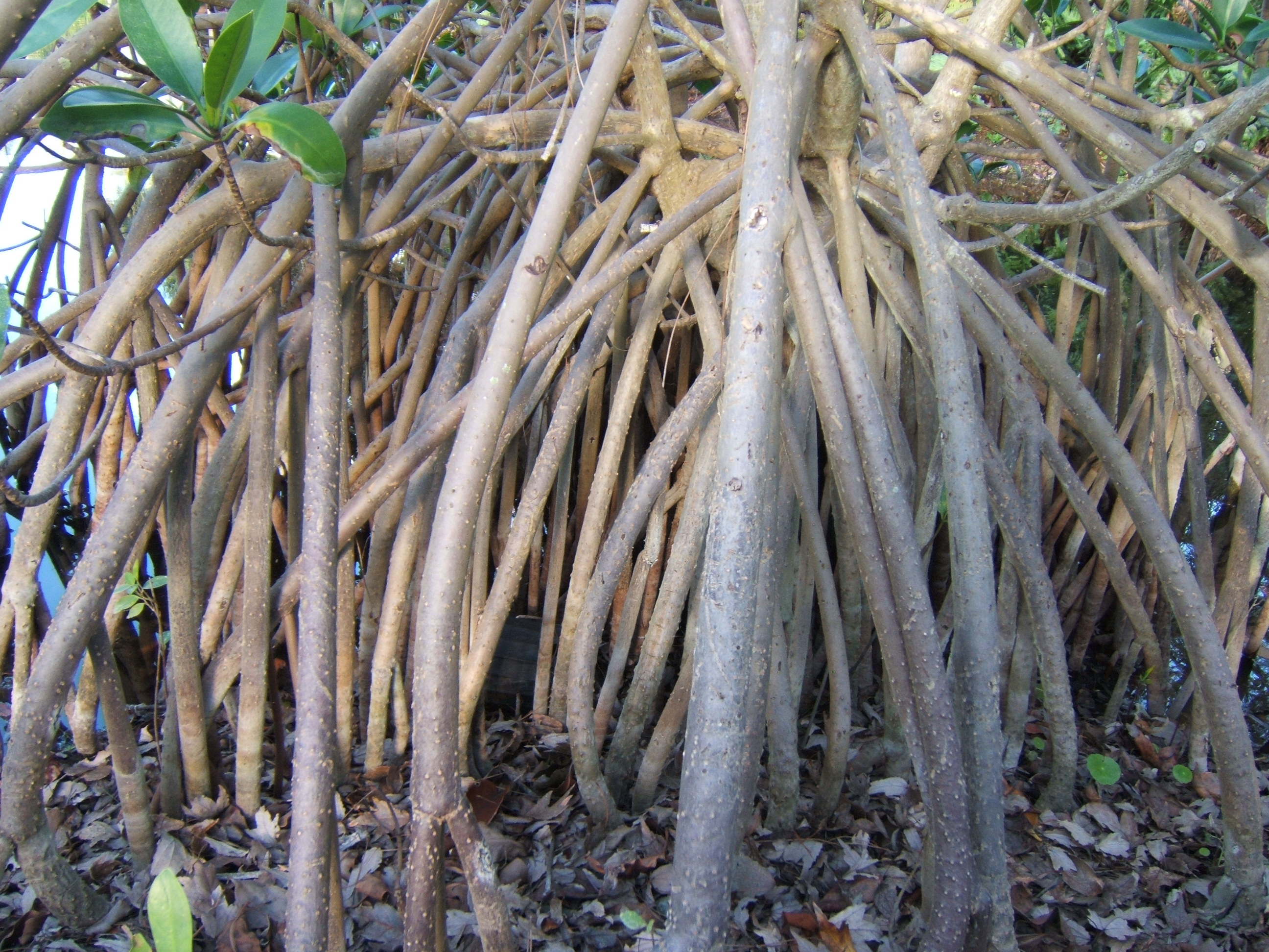 Mangrove;  Red Mangrove;  American mangrove