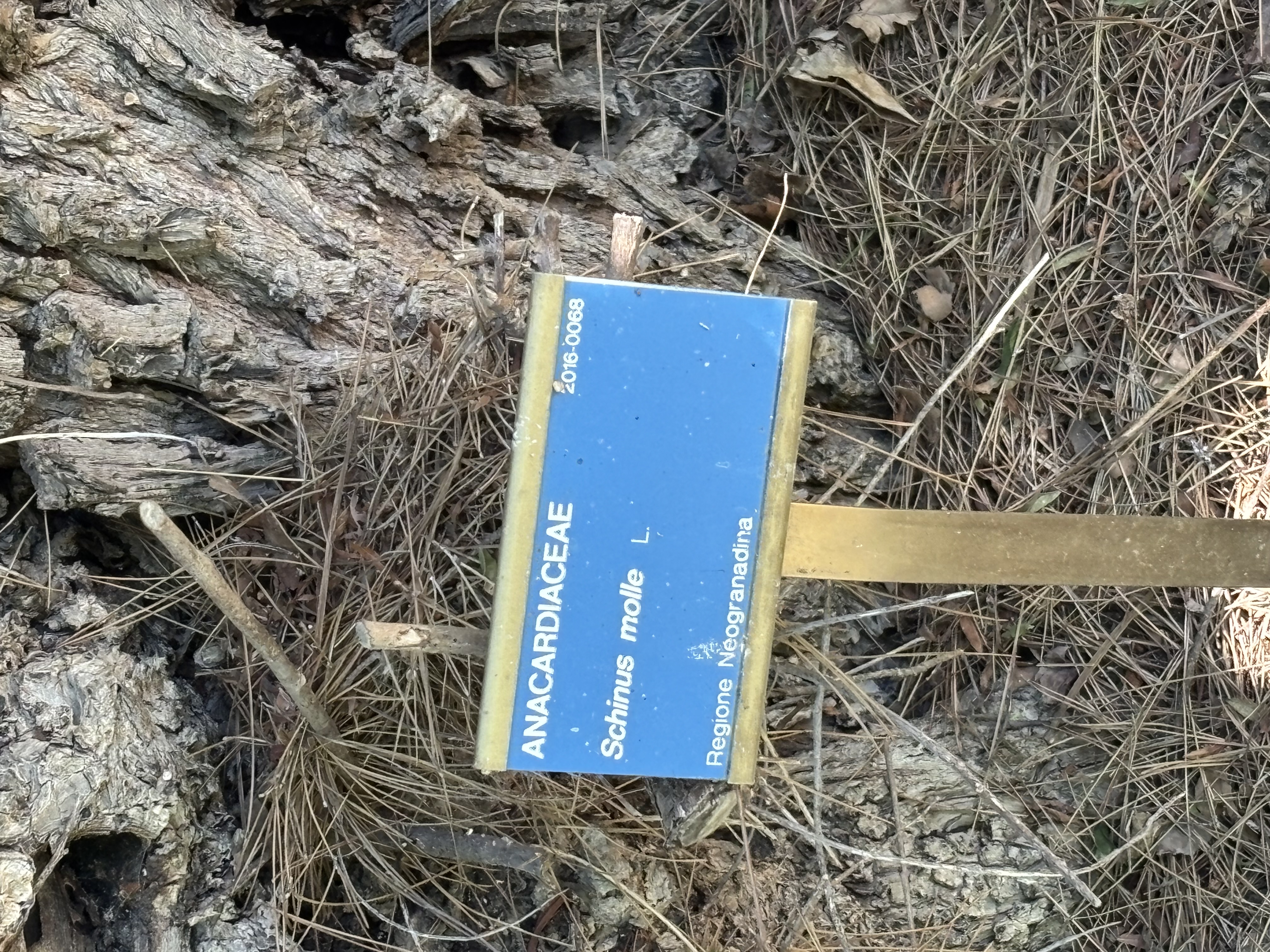 Peruanischer Pfefferbaum