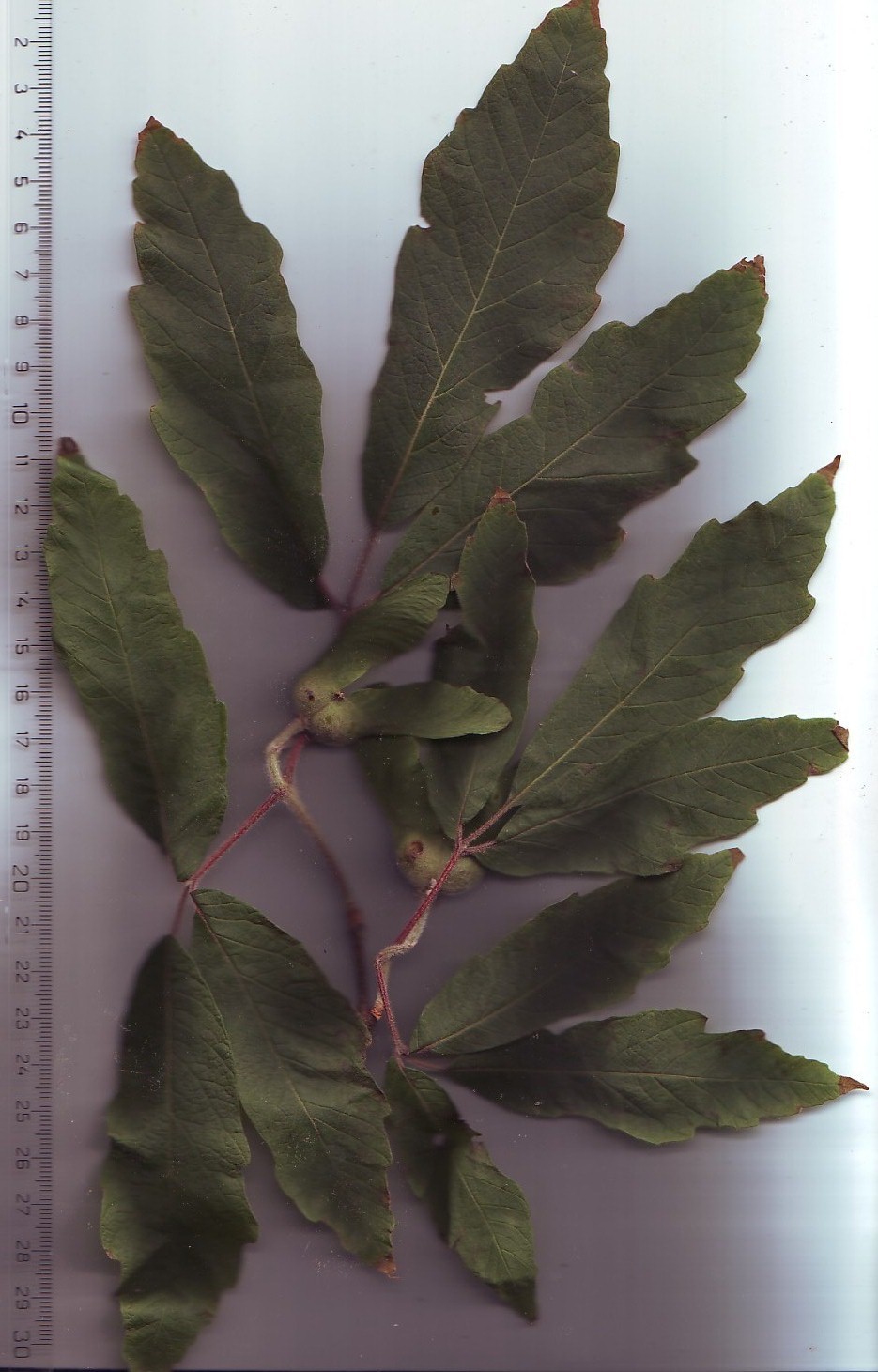 Dreilappige Jungfernrebe