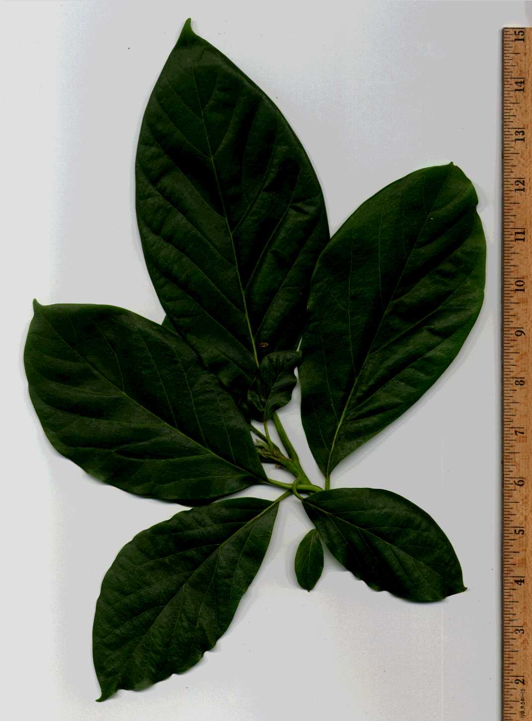 Avocado