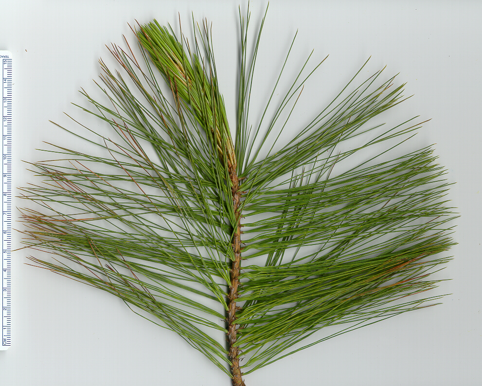 pino chino;  ocote chino;  palo otomite