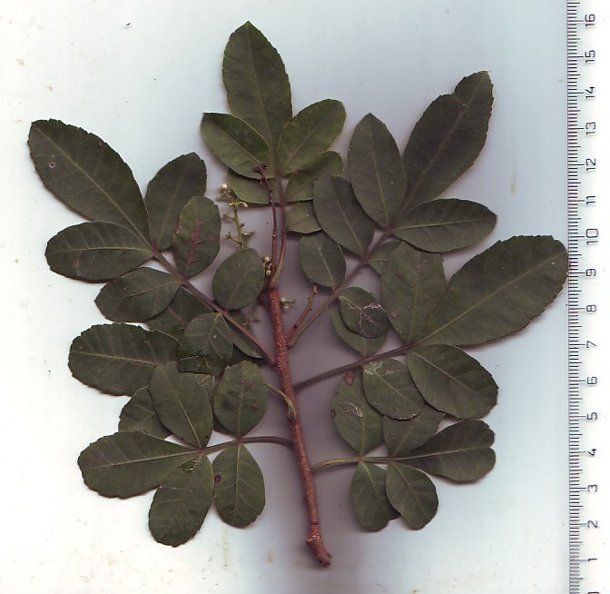 Brasilianischer Pfefferbaum