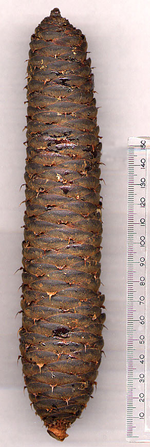 Bulgarische Tanne;  Bulgarien-Tanne;  König-Boris-Tanne