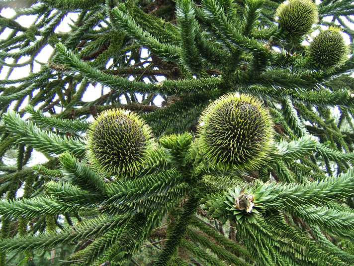 Araukarie; Andentanne; Chiletanne; Schlangenbaum; Schuppentanne; Affenschwanzbaum; Chilenische Schmucktanne;  Chile-Tanne;  Chilenische Araukarie