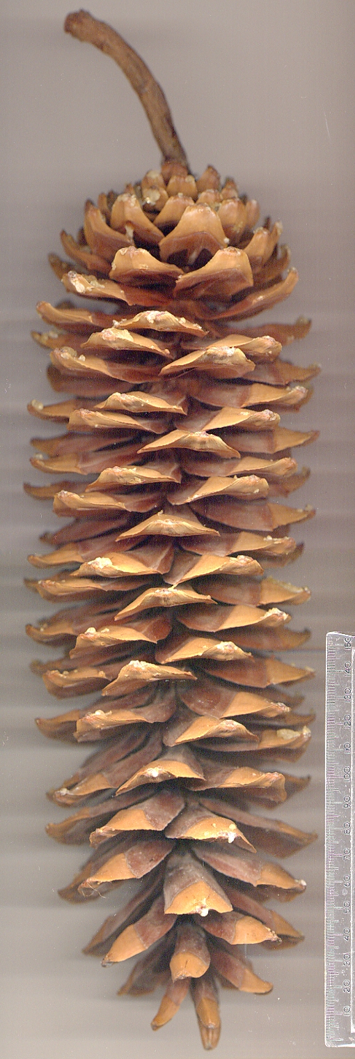 Pino de azúcar;  Pino dulce