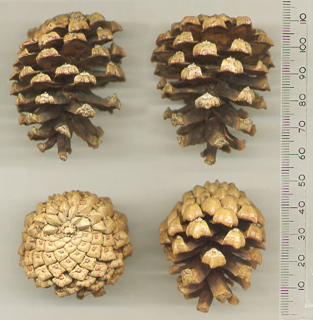 Bergföhre;  Bergkiefer;  Latsche;  Spirke