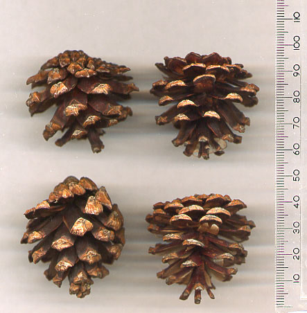 Bergföhre;  Bergkiefer;  Latsche;  Spirke