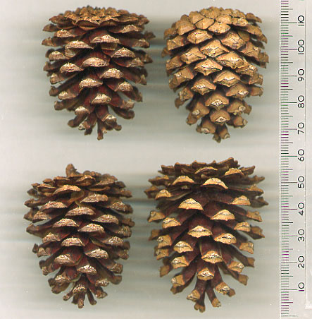 Bergföhre;  Bergkiefer;  Latsche;  Spirke