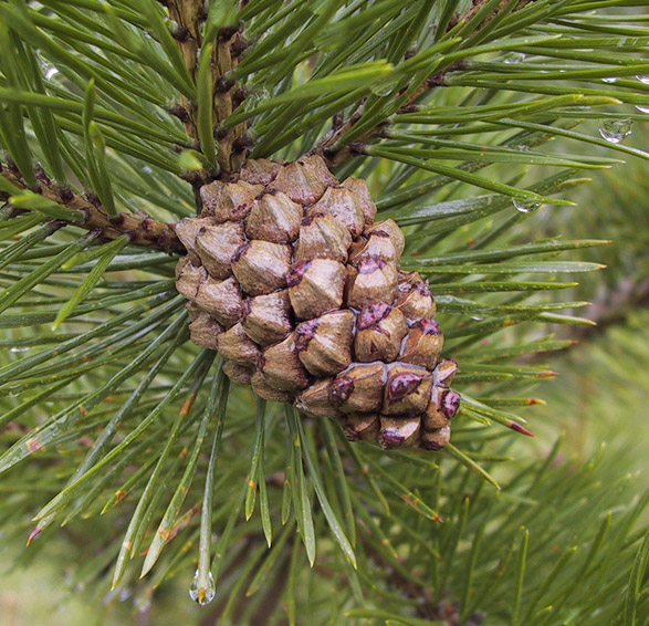 Bergföhre;  Bergkiefer;  Latsche;  Spirke