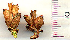 Riesenlebensbaum