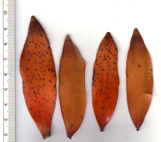 Neuseeländischer Kauri-Baum; Neuseeländische Kauri-Fichte; Neuseeländische Kauri-Kiefer