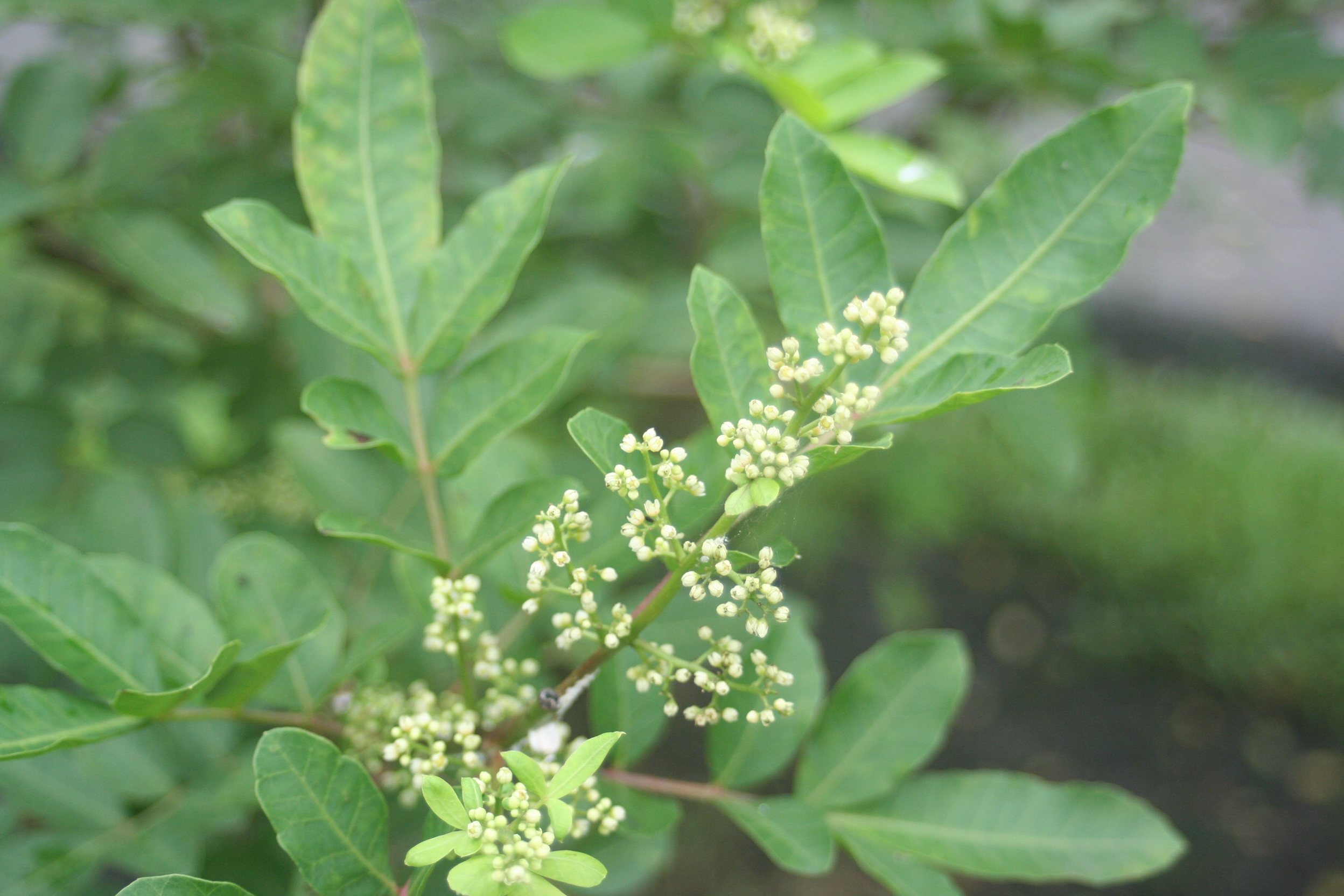 Brasilianischer Pfefferbaum