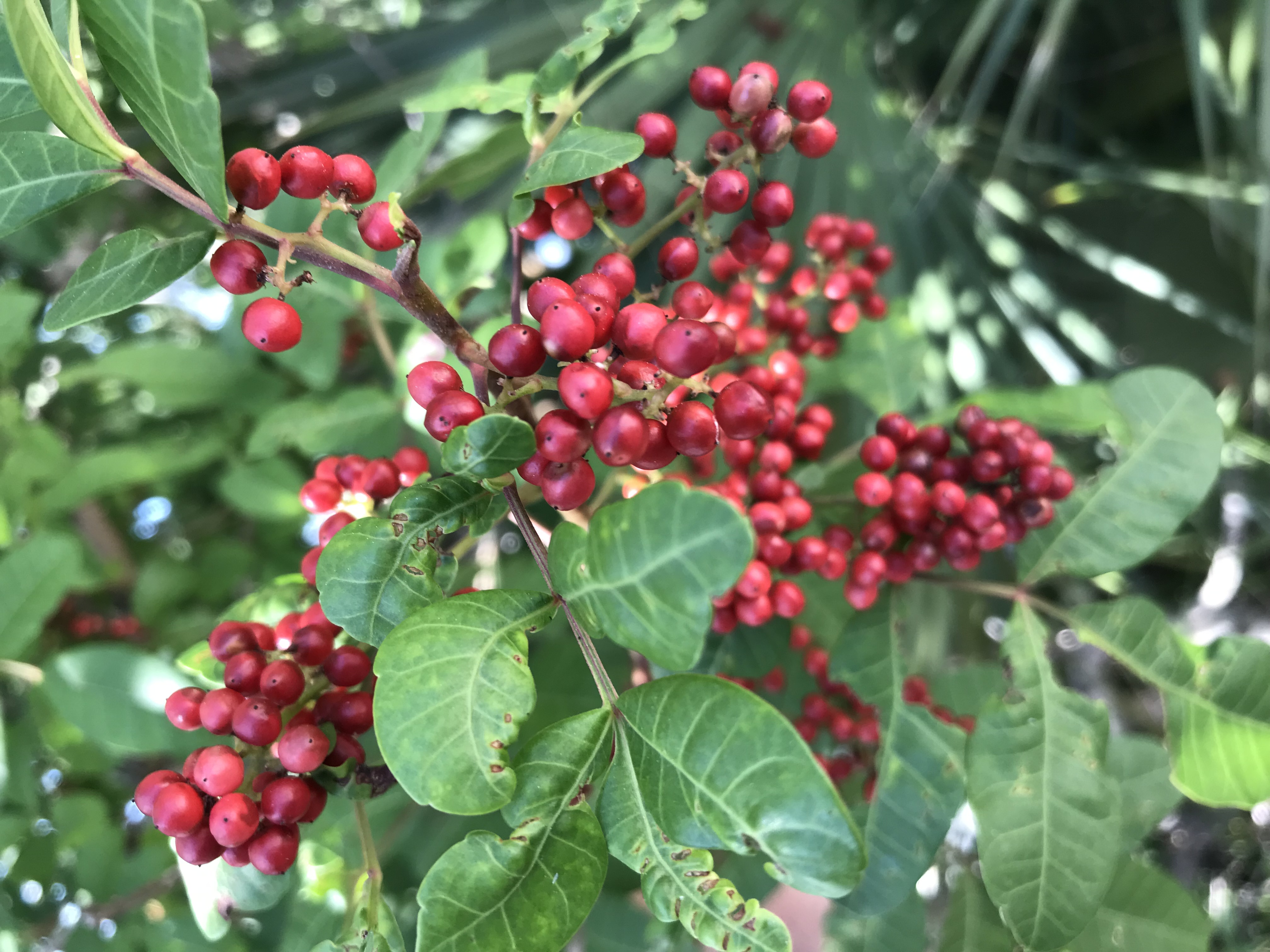 Brasilianischer Pfefferbaum