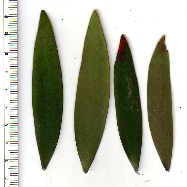 Neuseeländischer Kauri-Baum; Neuseeländische Kauri-Fichte; Neuseeländische Kauri-Kiefer