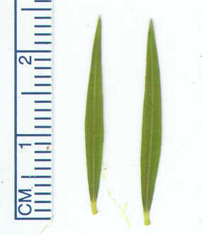 Cajeput tree