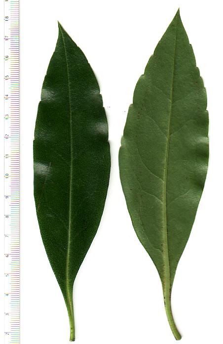 Ngaio tree