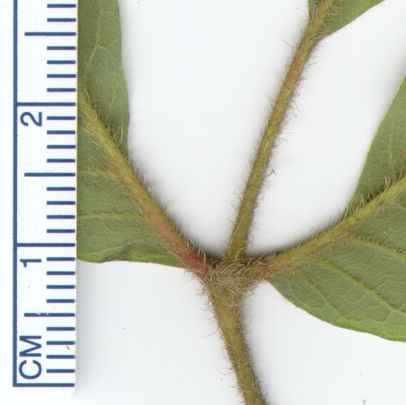 Dreilappige Jungfernrebe