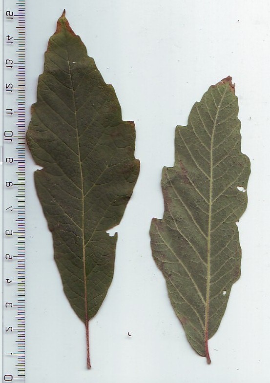 Dreilappige Jungfernrebe