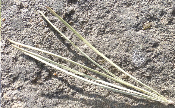 Pino de azúcar;  Pino dulce