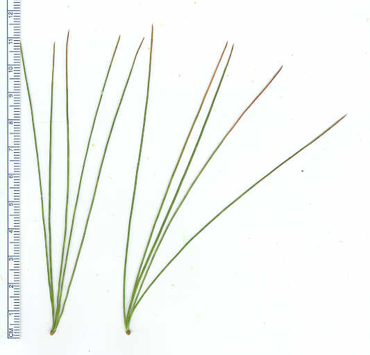 pino chino;  ocote chino;  palo otomite