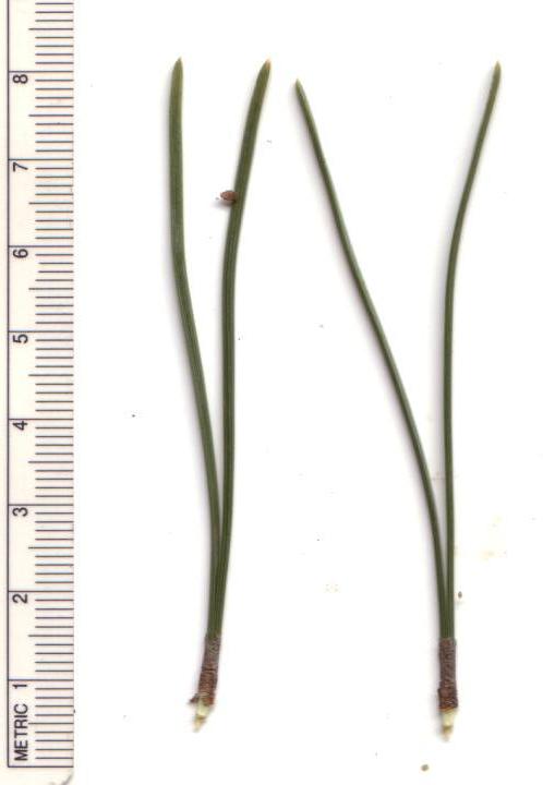 Bergföhre;  Bergkiefer;  Latsche;  Spirke