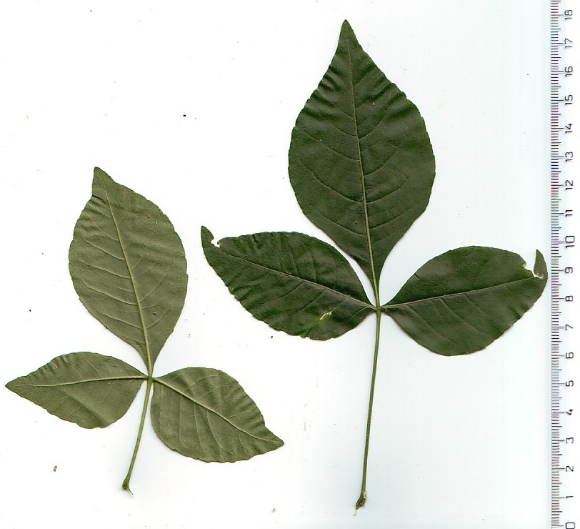 Hop-Tree;  Wafer Ash;  Shrubby Trefoil;  common hoptree;  stinking ash;  skunk bush