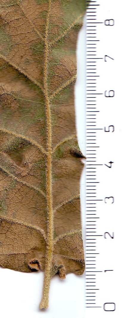 Mount Tabor oak