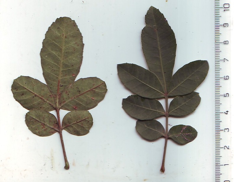 Brasilianischer Pfefferbaum