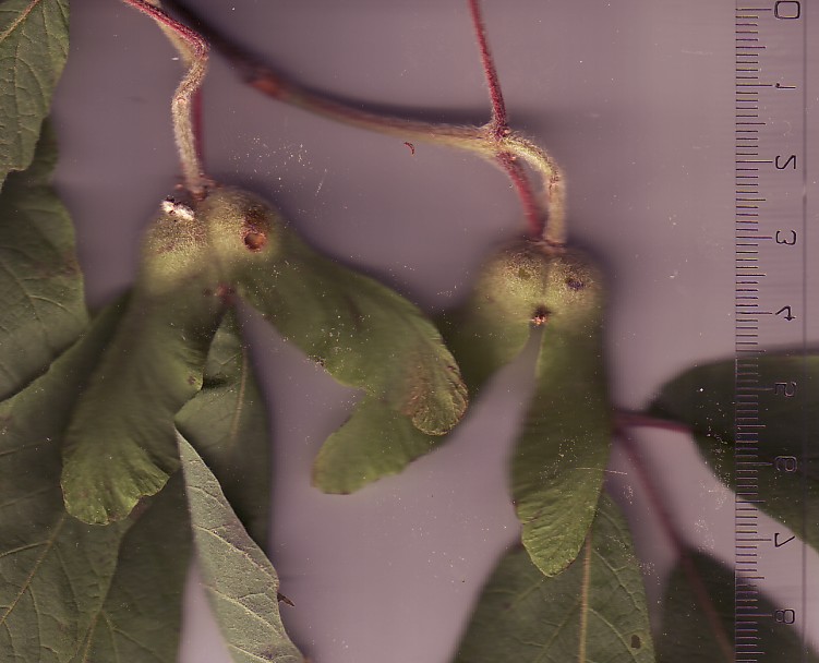 Dreilappige Jungfernrebe