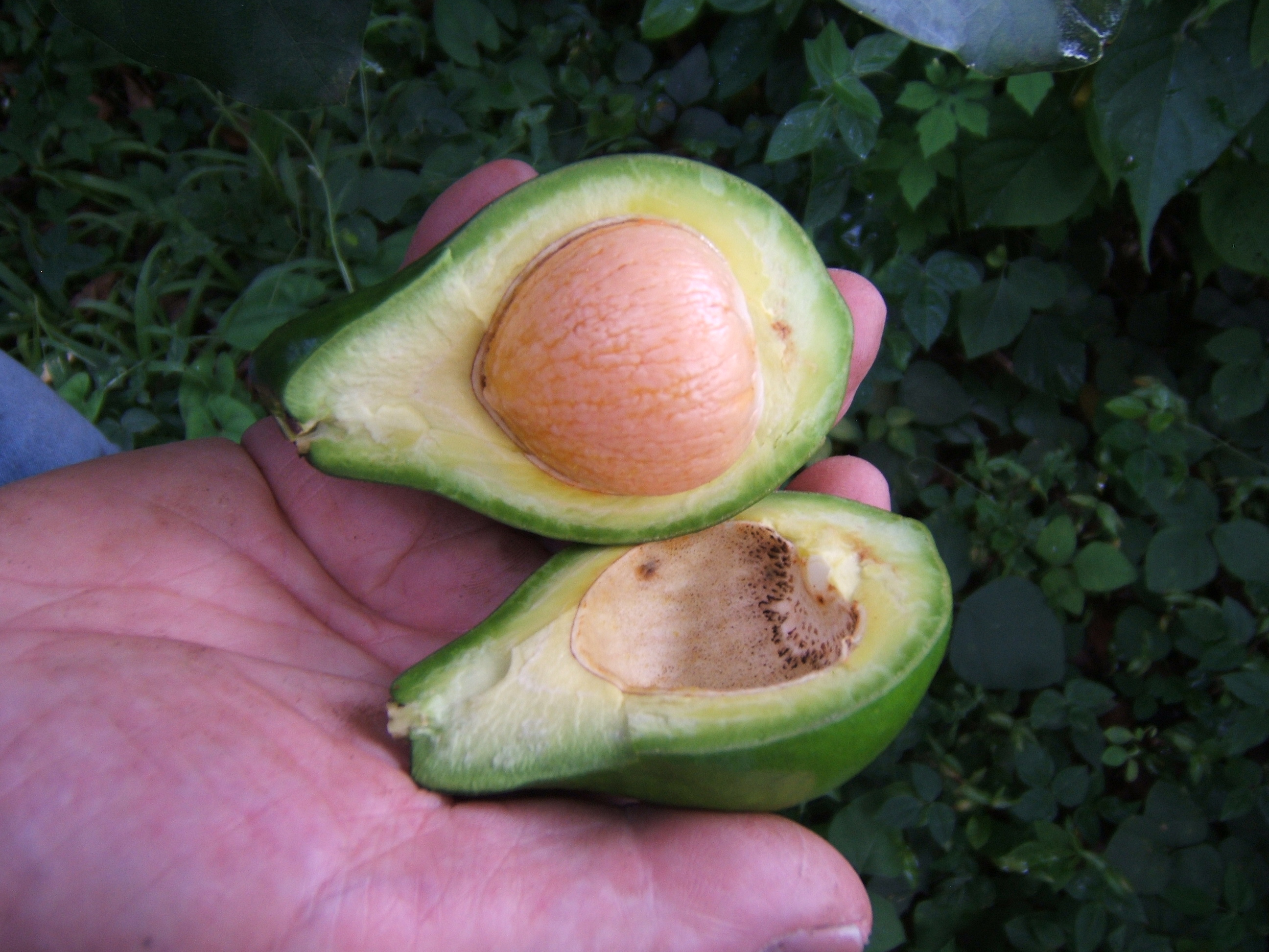 Avocado