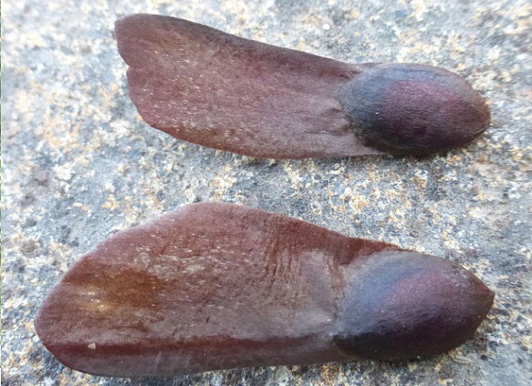 Pino de azúcar;  Pino dulce