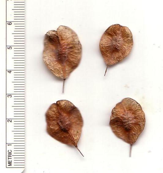 Hop-Tree;  Wafer Ash;  Shrubby Trefoil;  common hoptree;  stinking ash;  skunk bush