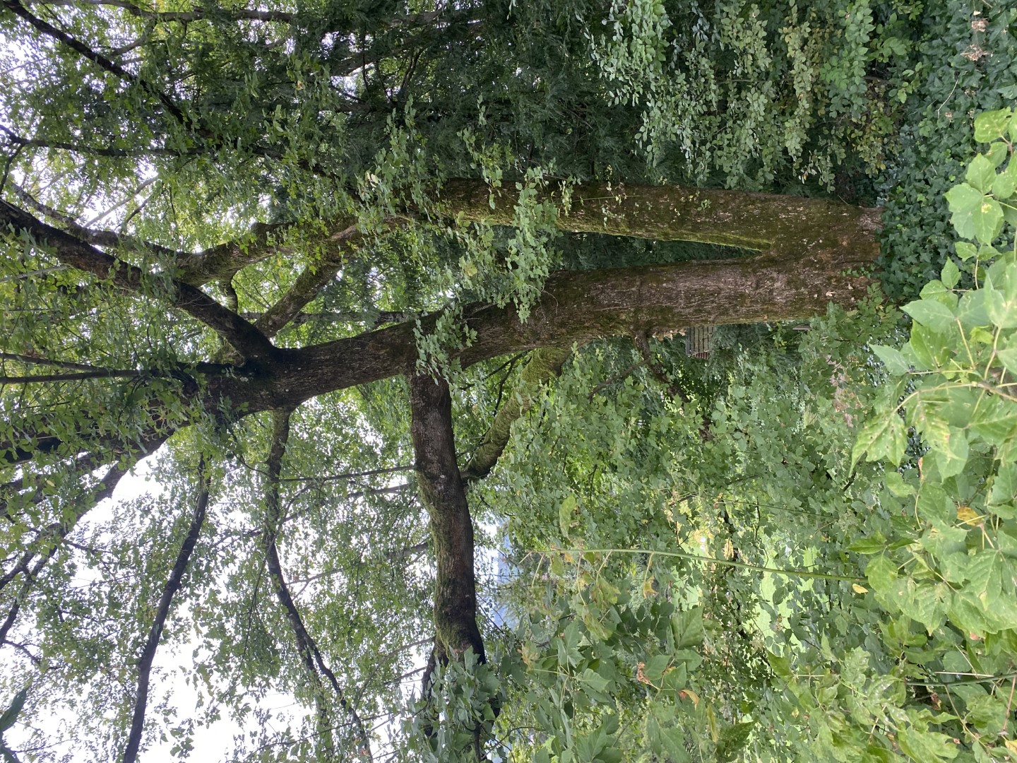 Eschen-Ahorn;  Eschenblättriger Ahorn